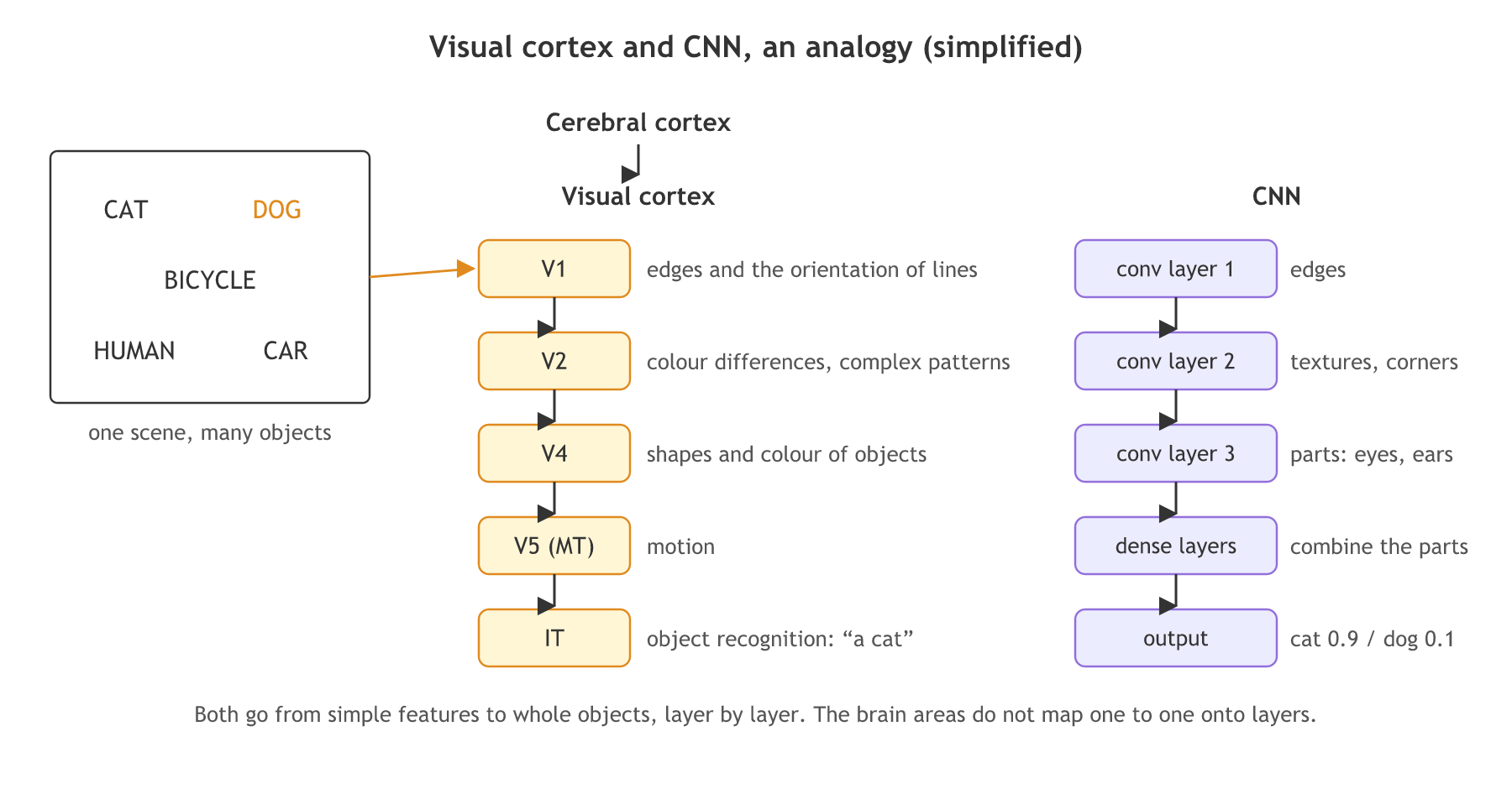 On the left a scene holds a cat, dog, bicycle, human and car; in the visual cortex V1 sees edges, V2 colour and patterns, V4 shapes, V5 motion and IT recognises the object; beside it a CNN's first conv layer finds edges, later layers textures and parts, and the dense layers give the class.
